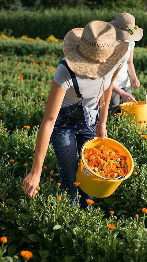 calendula ernte
