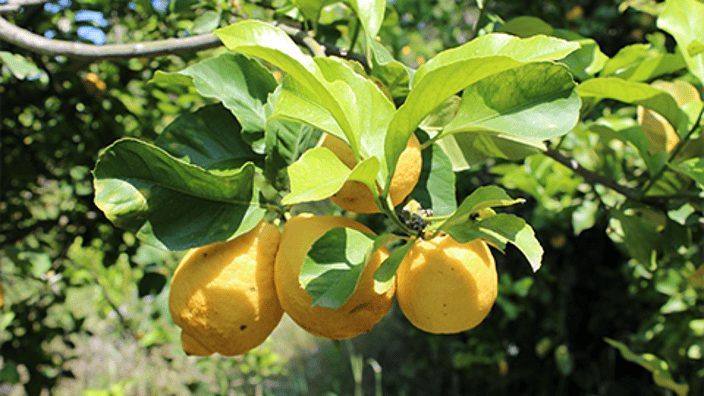 citrus fruits on tree
