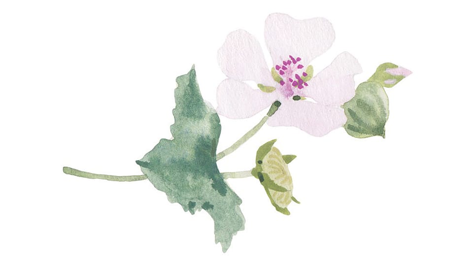 Althaea Officinalis Leaf Extract